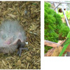 6月に誕生した4種類の動物たちの赤ちゃんすくすく成長中