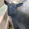 信州塩尻農業公園チロルの森、6月に生まれた赤ちゃん羊2頭の名前が決定