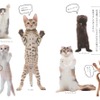 大和書房、「世界中で愛される美しすぎる猫図鑑」を刊行