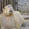 伊豆シャボテン動物公園、「ZOO EATS～オンライン動物おやつあげ体験～」を実施