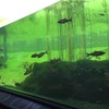 琵琶湖博物館、動画「トンネル水槽をゆったり泳ぐ魚たち」を公開