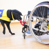 車いすの移動を補助する介助犬