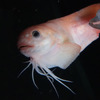 アクアマリンふくしま、新種の深海魚を発見！「モユククサウオ」と命名