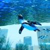 ”世界ペンギンの日” in サンシャイン水族館