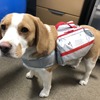 平和会ペットメモリアルパーク、犬向け避難用バッグを発売