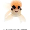 大和書房、「世界初の魚の顔図鑑 うおづら」を刊行