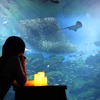 仙台うみの杜水族館、「おひとりさまナイト水族館+」を4週連続開催