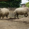 キューサイ、福岡市動物園で開催されるミナミシロサイの名付けイベントに副賞を提供