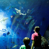 アクアワールド茨城県大洗水族館、3日間限定で「ナイトアクアワールド」を開催