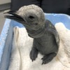 仙台うみの杜水族館、オウサマペンギンのヒナ誕生