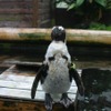 富士花鳥園、「人間に恋したペンギン」が話題