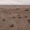 鴨川シーワールド、保護した卵から孵化したアカウミガメの子ガメを放流