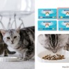 フェリシモ、猫用パーソナルサプリメント「NEKONA」を発売