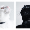RABO、「猫の生活をテクノロジーで見守る」Catlogリリースから1周年