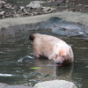 よこはま動物園ズーラシアのヤブイヌ