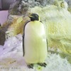 アドベンチャーワールドでエンペラーペンギンの赤ちゃんが誕生