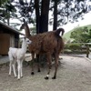 伊豆シャボテン動物公園でラマの赤ちゃんが誕生