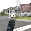 医療現場で動物介在療法を行うDI犬＆ハンドラー認定、全国で2例目誕生（日本介助犬協会）