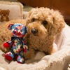 ヒルトン東京、愛犬と一緒のステイケーション宿泊プランをGo Toトラベルキャンペーンの対象へ