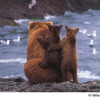 オリンパス、2021年オリンパス／WWFカレンダー「Alaskan Summer／夏のアラスカ－小さないのちの大きな時間」を製作