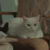 『猫探偵の事件簿』（C）NHK