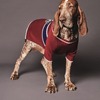 ディースクエアード、高級犬用服飾＆アクセサリーブランドPoldo Dog Coutureとコラボ