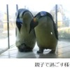 アドベンチャーワールド、計量記念日にエンペラーペンギンの赤ちゃん公開体重測定を実施