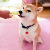 新日本カレンダー、犬用ペーストおやつ「わんみぃ ビーフ味」を発売