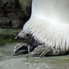 鴨川シーワールド、オウサマペンギンのヒナ3羽が順調に成長中