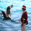 アクアワールド茨城県大洗水族館、「アクアワールド クリスマス」を開催