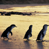 オーストラリア・フィリップ島より「ペンギンパレード」日本語配信開始