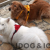 IDOG&ICATオリジナル犬用ハーネス