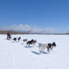 星野リゾート トマム、大雪原を駆け巡る「犬ぞりツアー」を開催