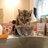 猫用の器ではなくキッチンの茶碗で水を飲む猫