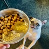 Wisham、犬猫の水分補給用“食べる水”「ジュレッタ」の新フレーバー「ミルクホワイト」「レッド」を発売