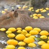 伊豆シャボテン動物公園、恒例の「カピバラのゆず湯」を開催