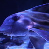 サンシャイン水族館、深海生物に焦点を当てたイベント「ゾクゾク深海生物2021」を開催