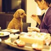 「愛犬と泊まれる宿D＋KIRISHIMA」、大切な記念日を一緒に祝えるサービス導入（霧島観光ホテル）