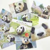 フェリシモ、神戸市立王子動物園のパンダ「タンタン」の100枚便箋を発売