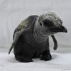 アドベンチャーワールドで6種類25羽のペンギンの赤ちゃんが誕生