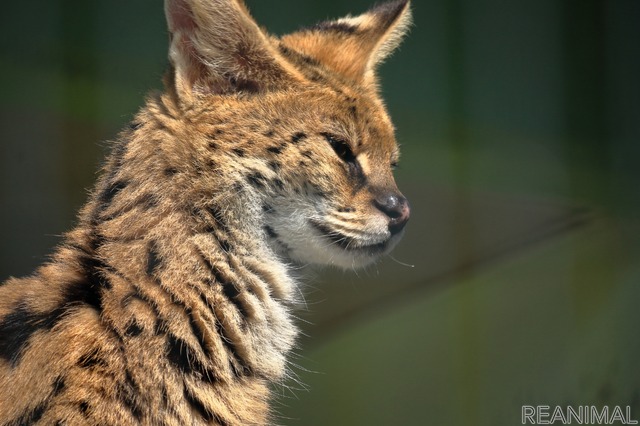 アメリカで狂犬病の野生動物に襲われる事故が多発 一方 日本では法改正の検討も必要ではないか 動物のリアルを伝えるwebメディア Reanimal