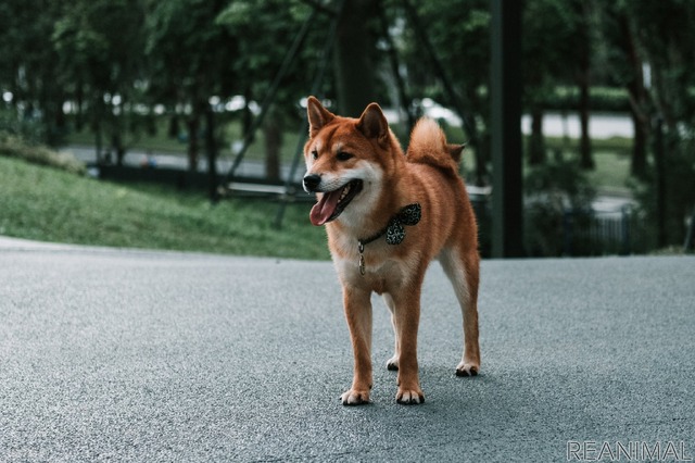 犬がなりやすい病気 肥満細胞腫編 定期検診が一番の予防策 パグは特に注意 動物のリアルを伝えるwebメディア Reanimal