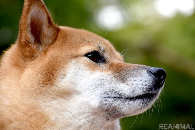 危険な犬種 は存在するか Vol 6 相性の良い子犬を迎えるには 番外編 動物のリアルを伝えるwebメディア Reanimal