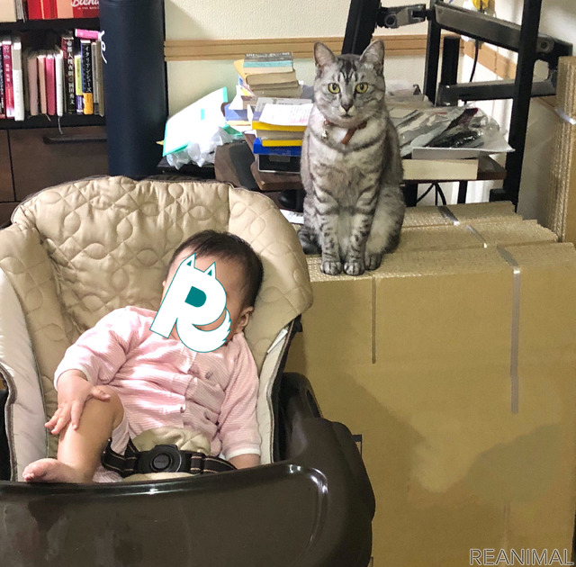 赤ちゃんと猫 Vol 8 空っぽの家にビックリ 猫 初めてのお引っ越し 動物のリアルを伝えるwebメディア Reanimal