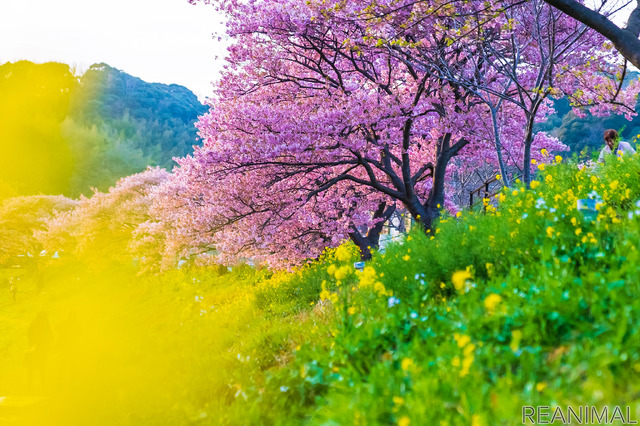 【チワプーひめりんごの耳よりドライブ情報】春が一足早く訪れる観光地、南伊豆編 動物のリアルを伝えるWebメディア