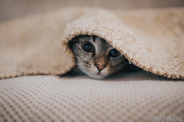 大丈夫 愛猫が震えている原因と対処方法とは 動物のリアルを伝えるwebメディア Reanimal