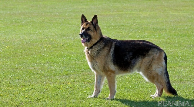 命を生み出す行為 ブリーディング を考える Vol 2 イギリスにおける 犬種標準 と犬の健康 動物のリアルを伝えるwebメディア Reanimal