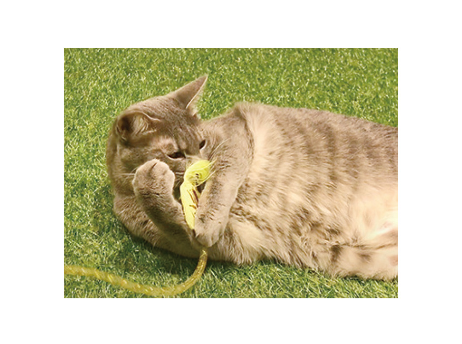 猫用おもちゃ「ねこモテ」シリーズ