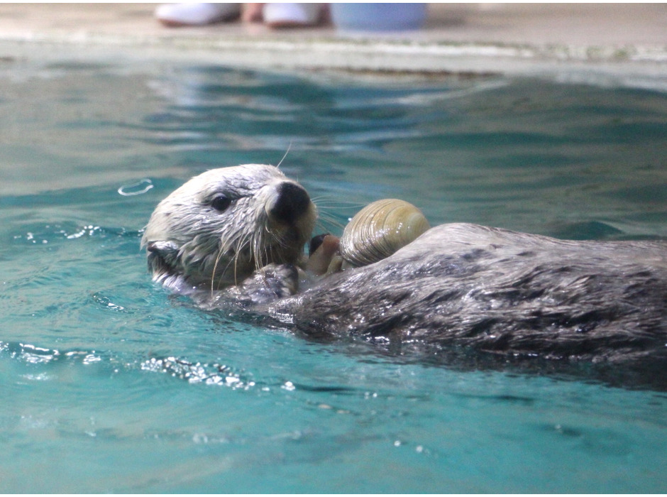 鳥羽水族館のラッコ「キラ」